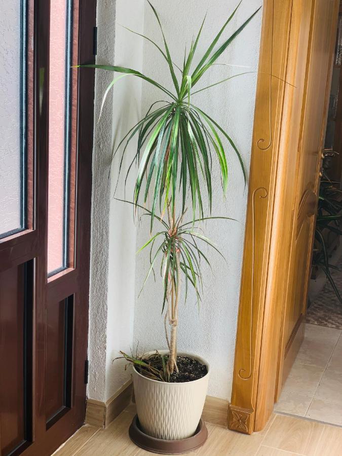 Gara 5 Appartement Kotor Buitenkant foto